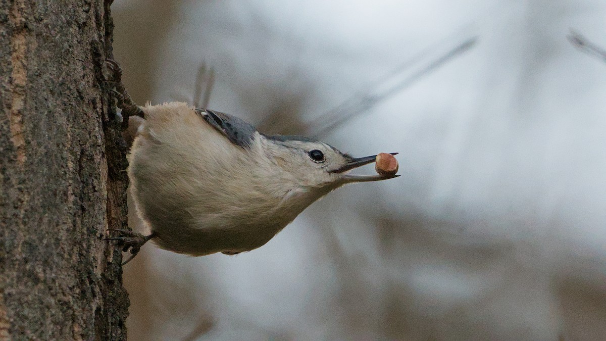 White-breasted Nuthatch - ML646184646