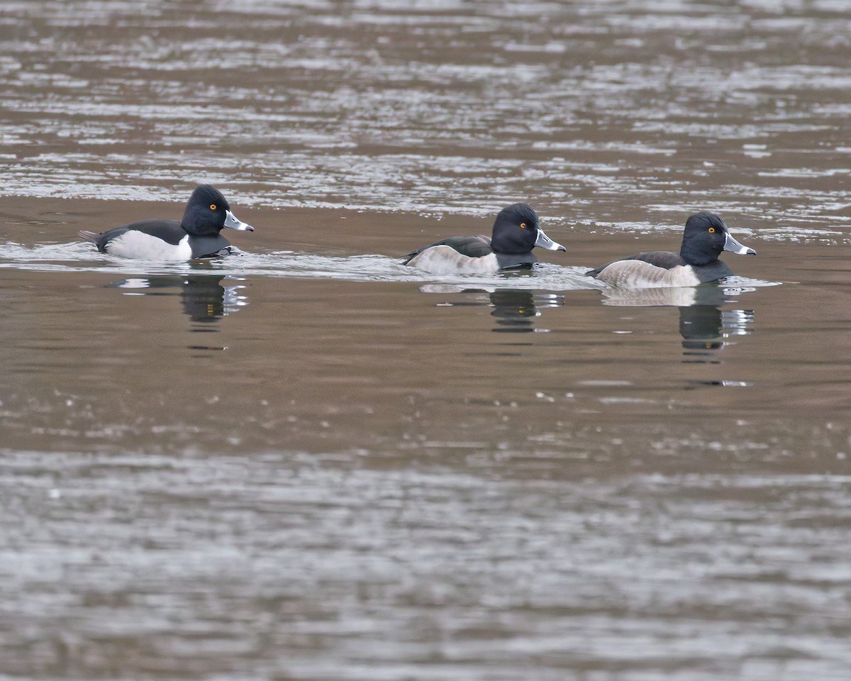 Ring-necked Duck - ML646184648