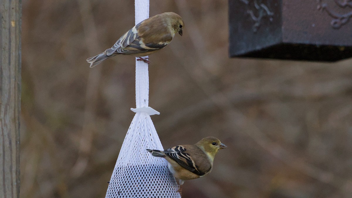American Goldfinch - ML646184650