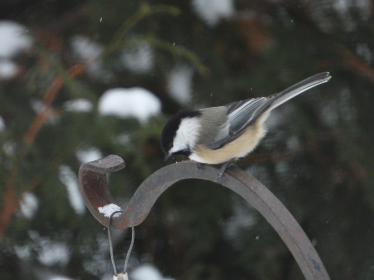 Гаїчка світлокрила - ML646184652