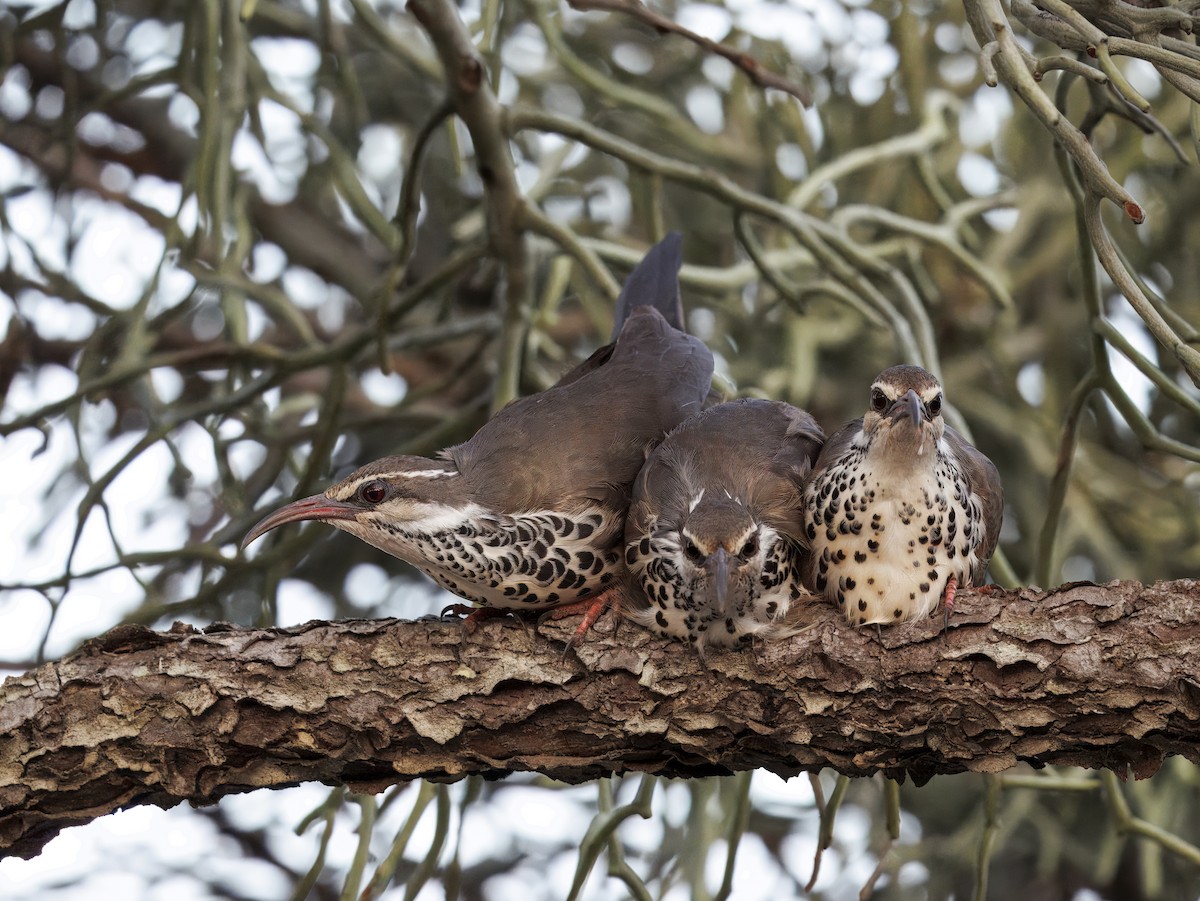 Subdesert Mesite - ML646184657