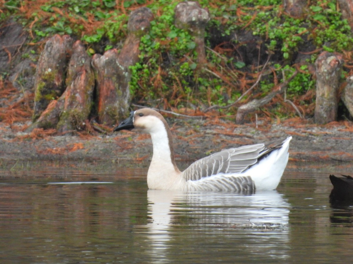 Swan Goose (Domestic type) - ML646184658