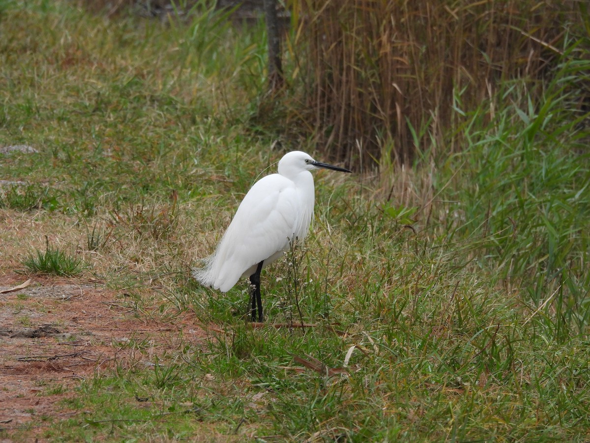 Little Egret - ML646184659