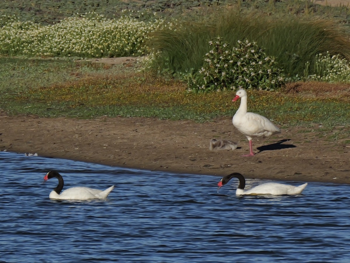 Coscoroba Swan - ML646184661