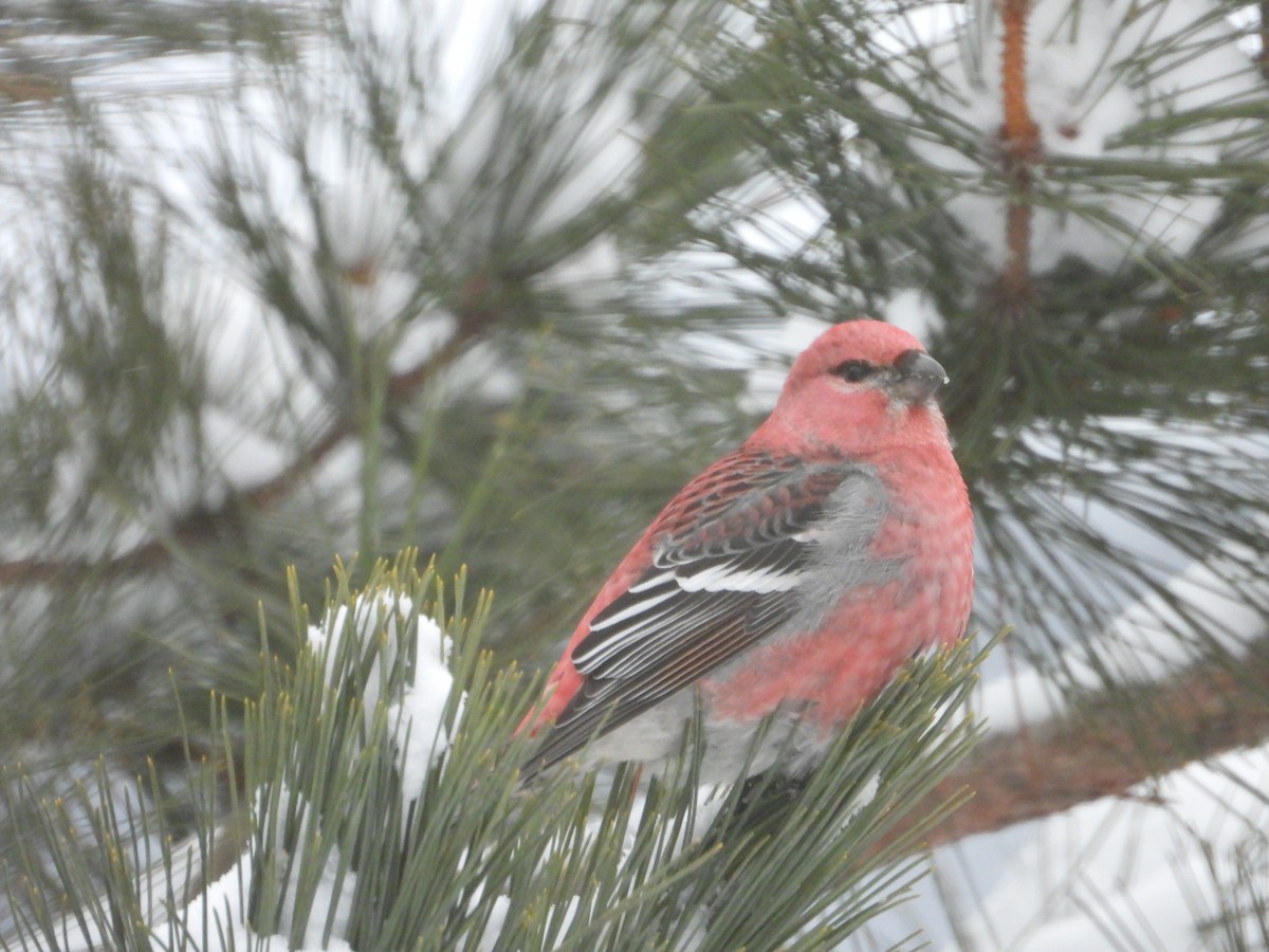 Pine Grosbeak - ML646184668