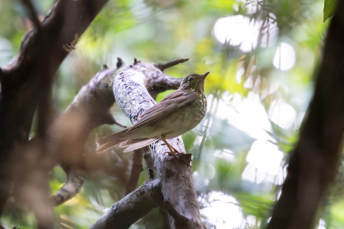 Swainson's Thrush - ML646184673