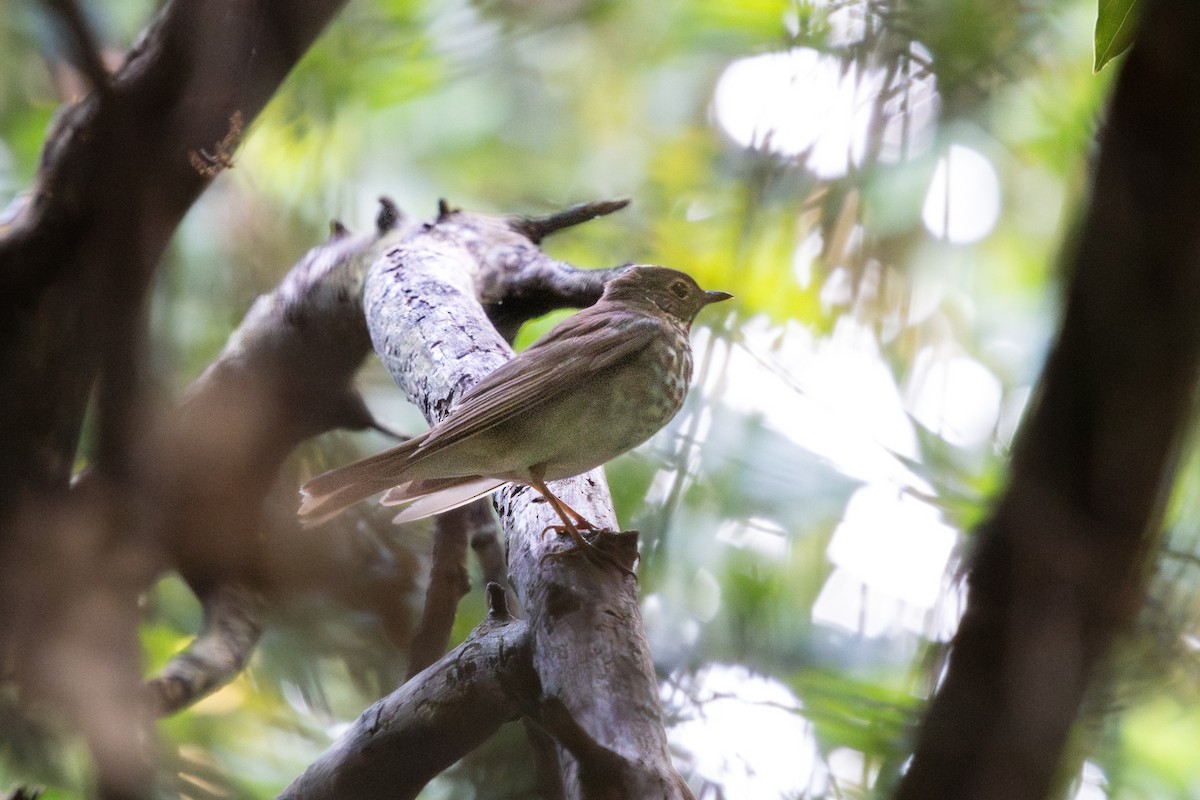 Swainson's Thrush - ML646184674
