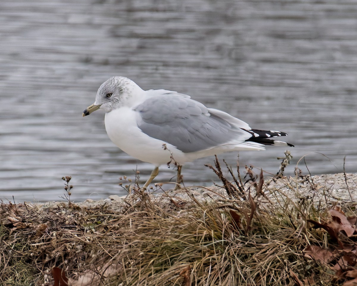Ring-billed Gull - ML646184675