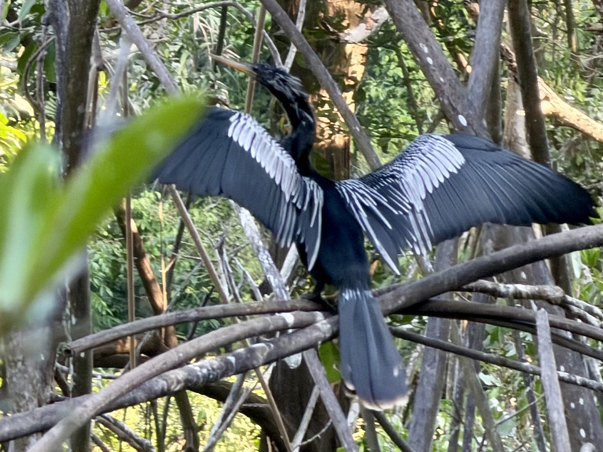 Anhinga - ML646184678