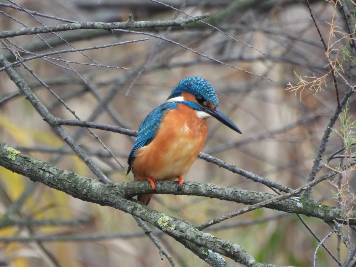 Common Kingfisher - ML646184688