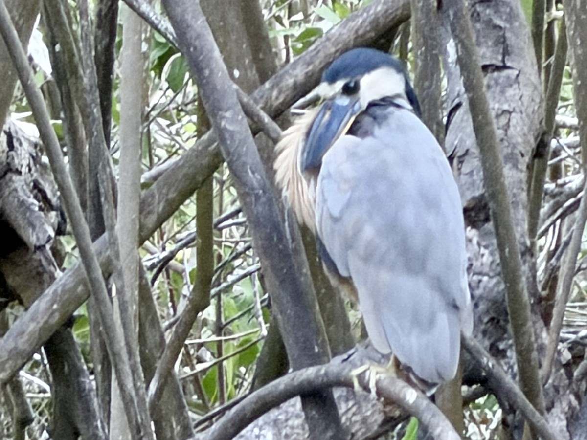 Boat-billed Heron - ML646184699
