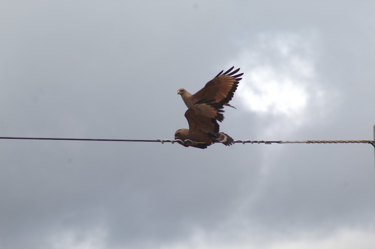 Savanna Hawk - ML646184703