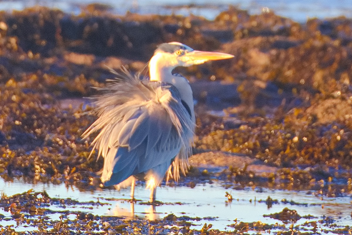 Gray Heron - ML646184705