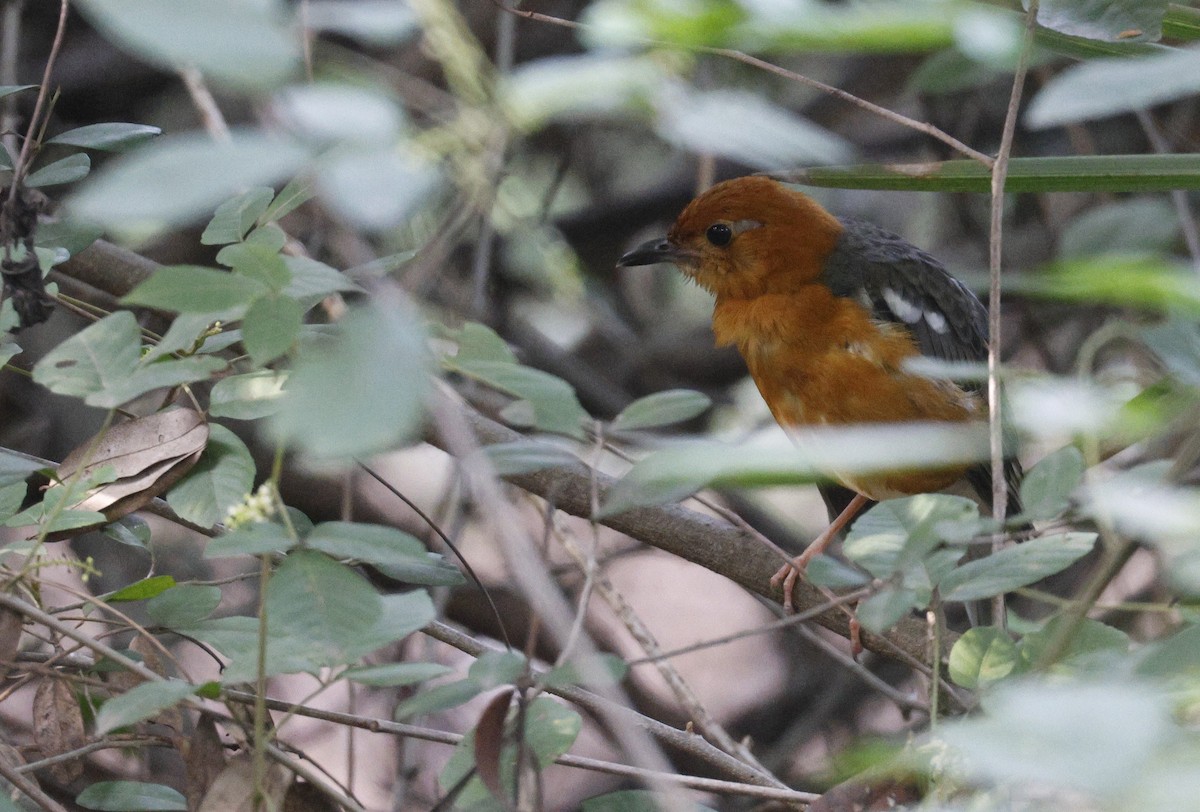 Orange-headed Thrush (Orange-headed) - ML646184714