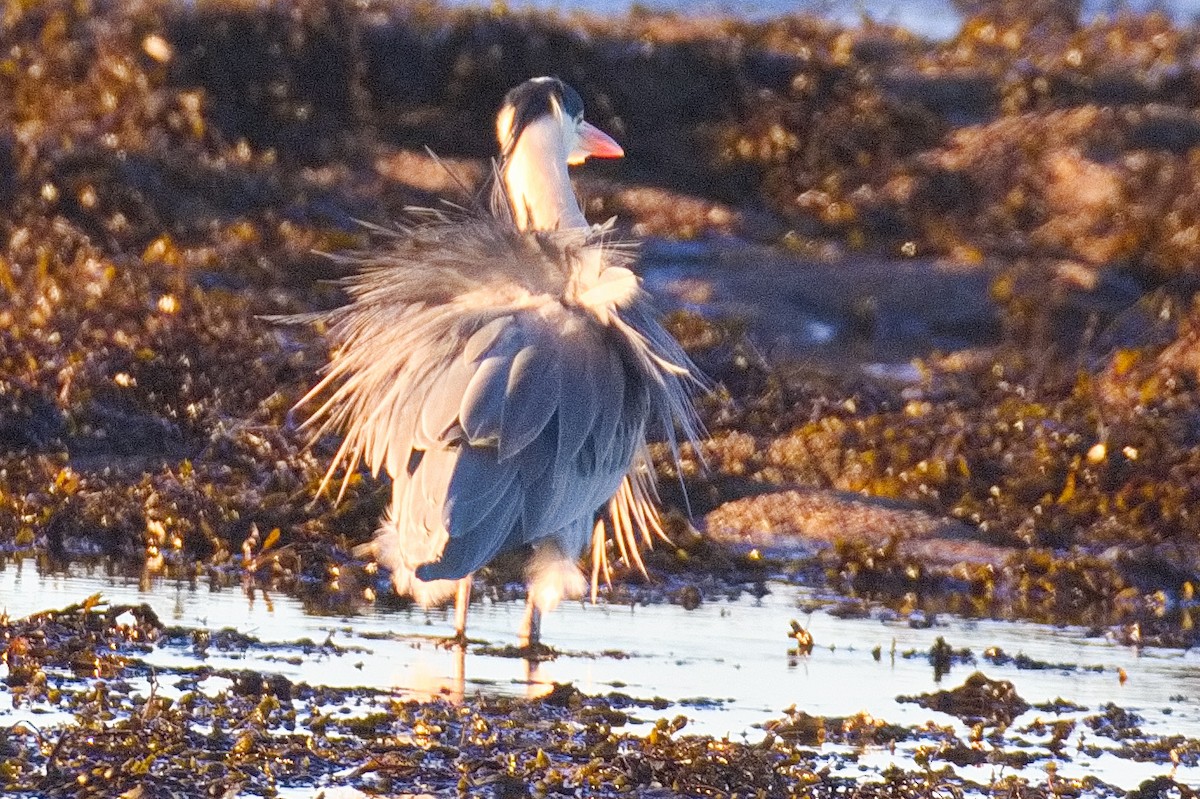 Gray Heron - ML646184715