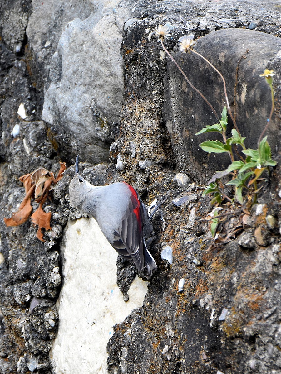 Wallcreeper - ML646184718