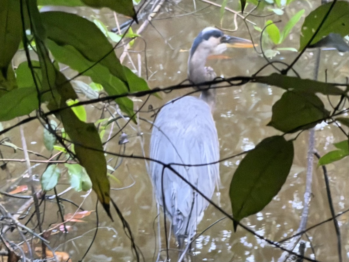 Great Blue Heron - ML646184729