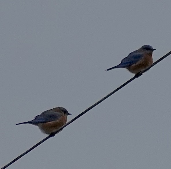 Azulejo Oriental - ML646184739