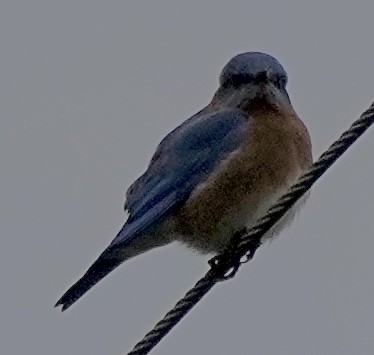 Azulejo Oriental - ML646184740