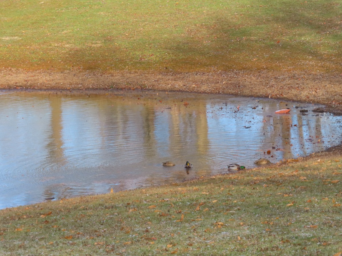 Зэрлэг нугас - ML646184746