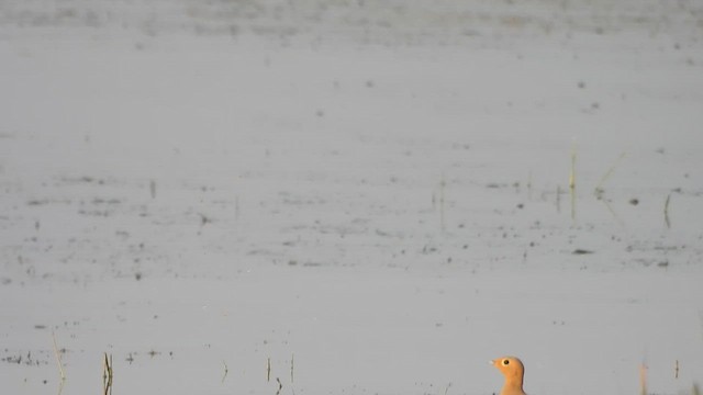 Chestnut-bellied Sandgrouse - ML646184748
