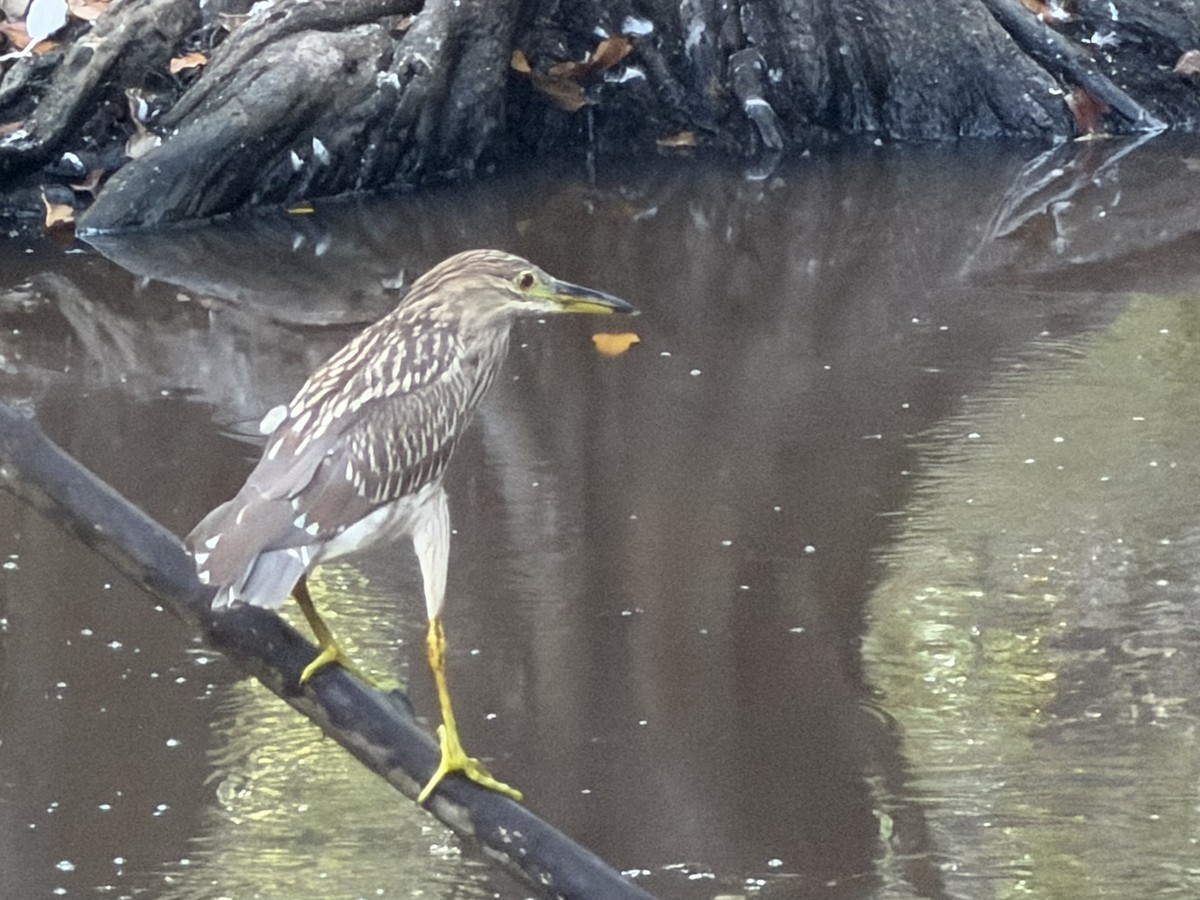 Black-crowned Night Heron - ML646184757