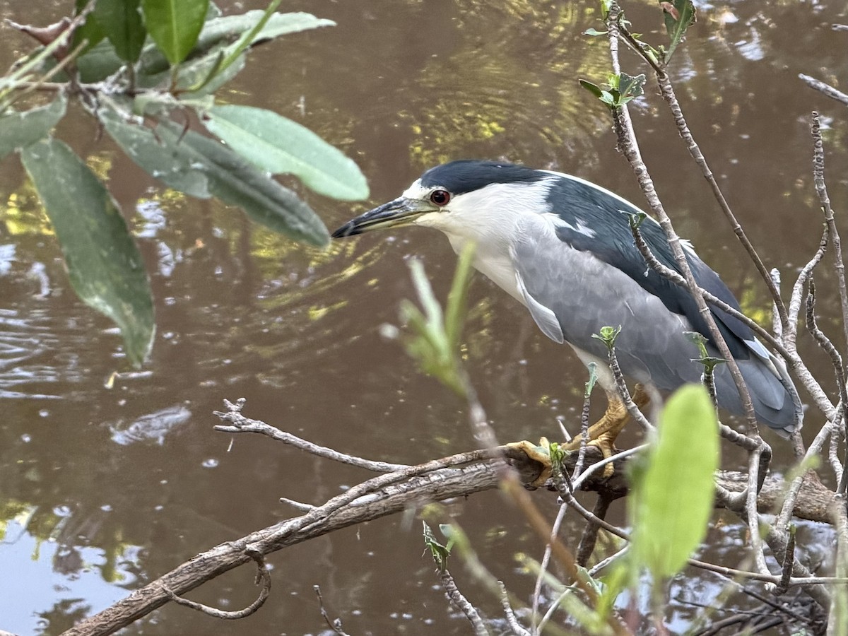 Black-crowned Night Heron - ML646184758