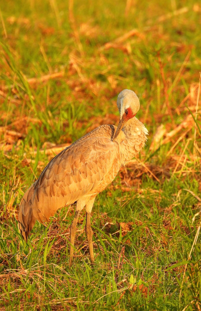 Sandhill Crane - ML646184761