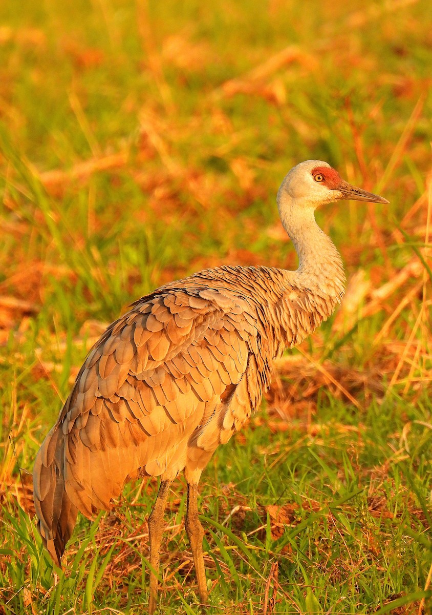 Sandhill Crane - ML646184762