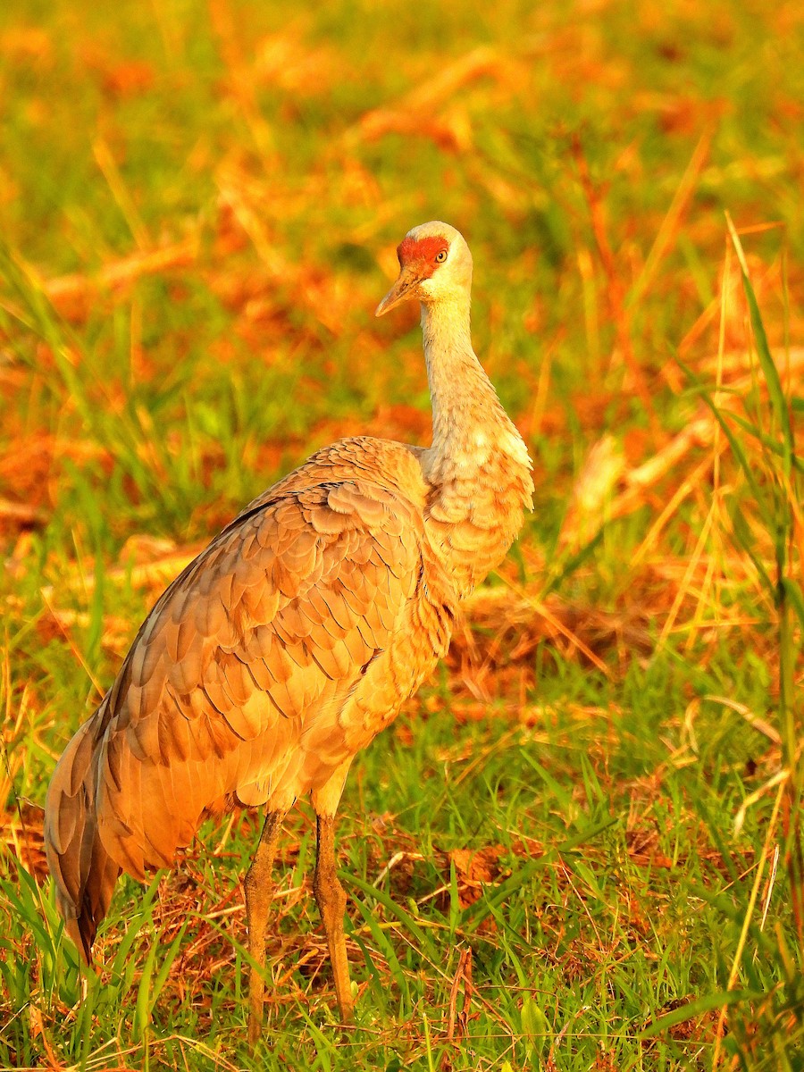 Sandhill Crane - ML646184763
