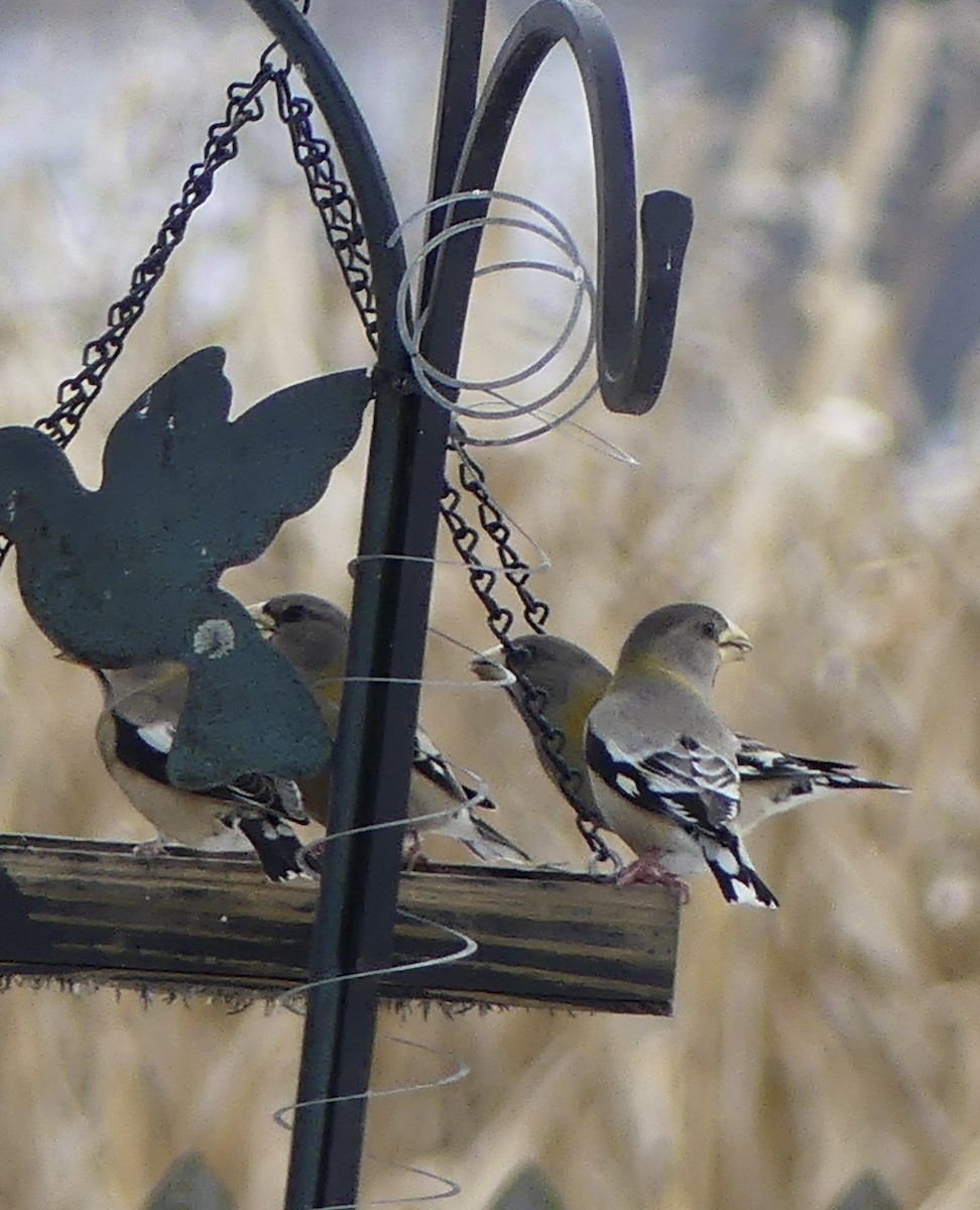 Evening Grosbeak - ML646184772