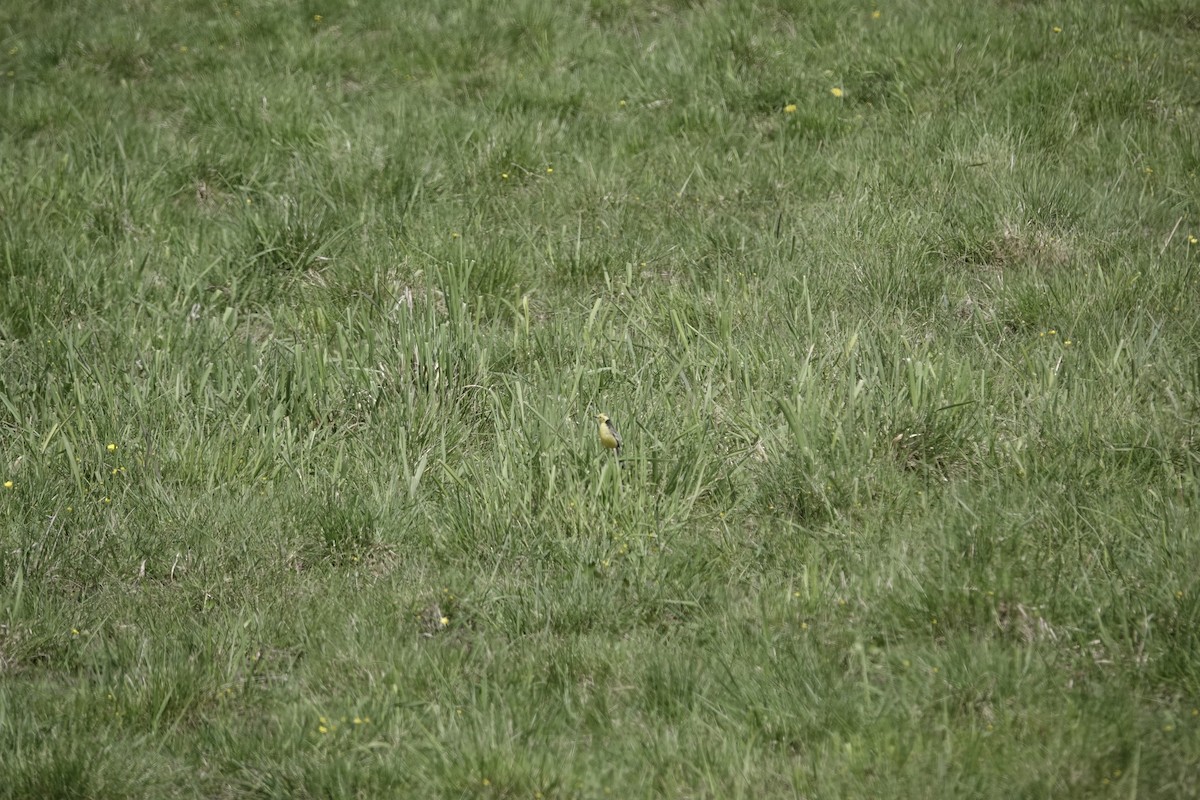 Citrine Wagtail - ML646184773