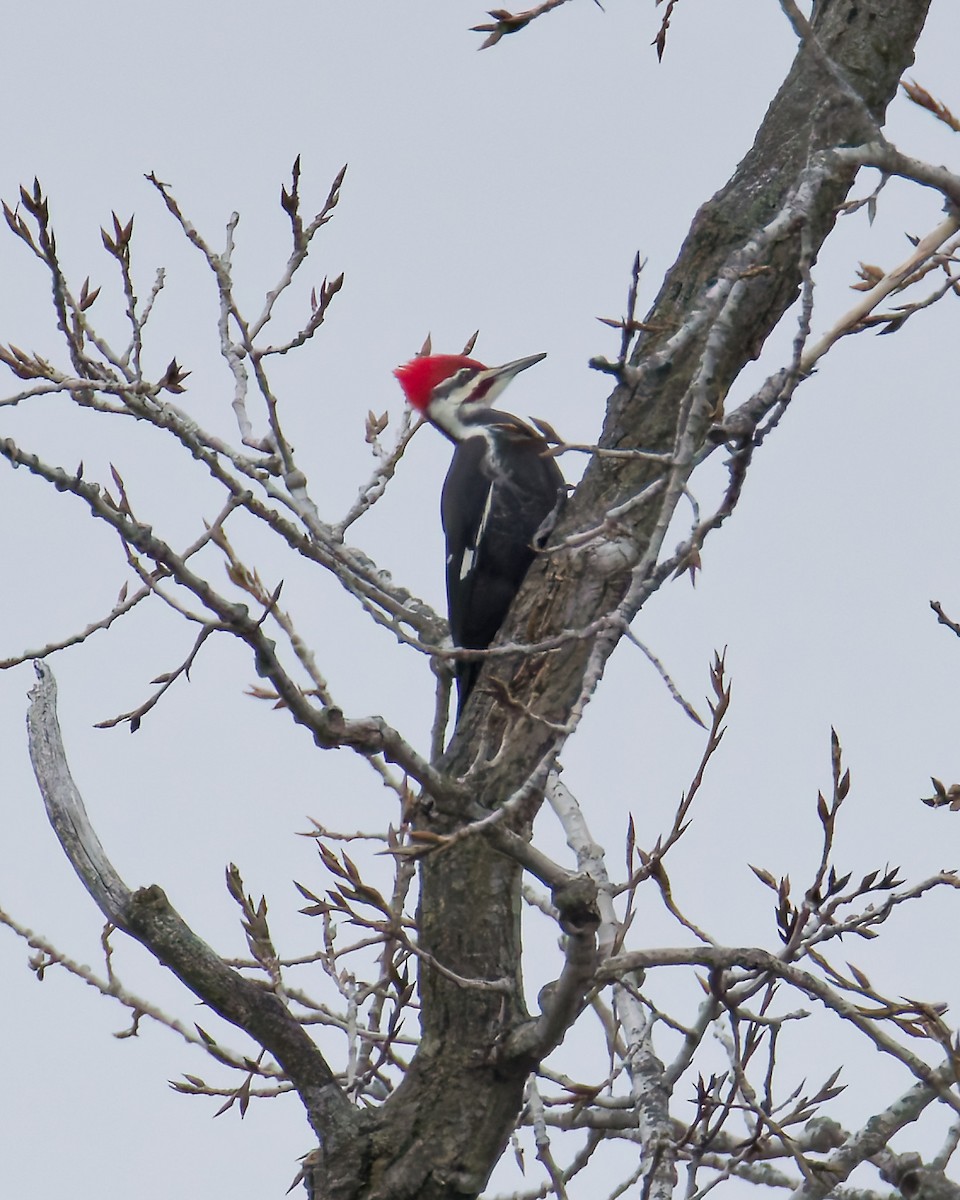 Pileated Woodpecker - ML646184777
