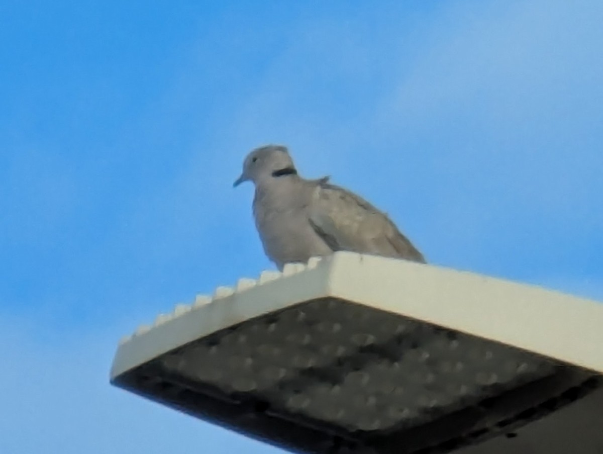 Eurasian Collared-Dove - ML646184783