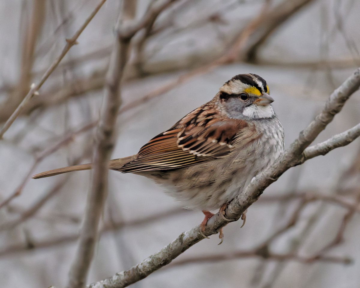 White-throated Sparrow - ML646184784