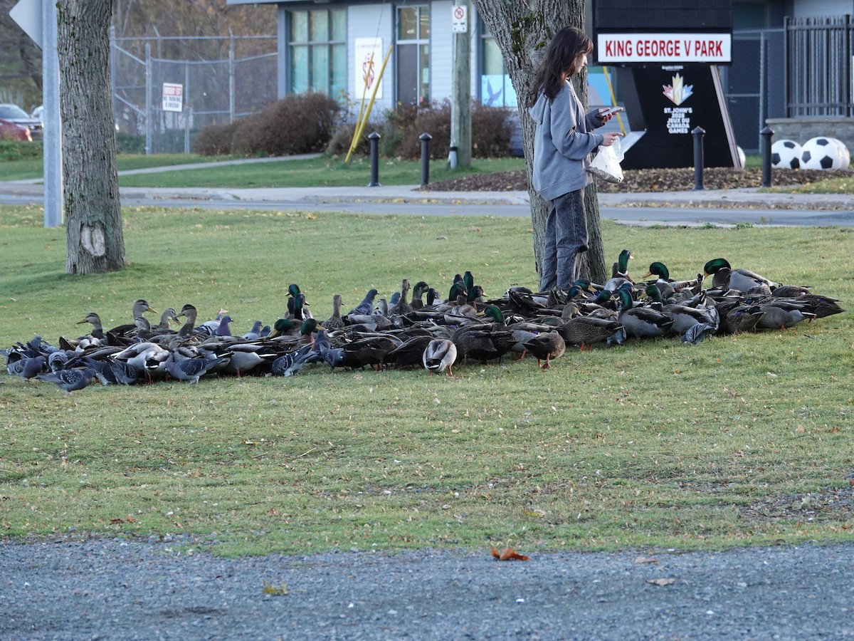 Зэрлэг нугас - ML646184787