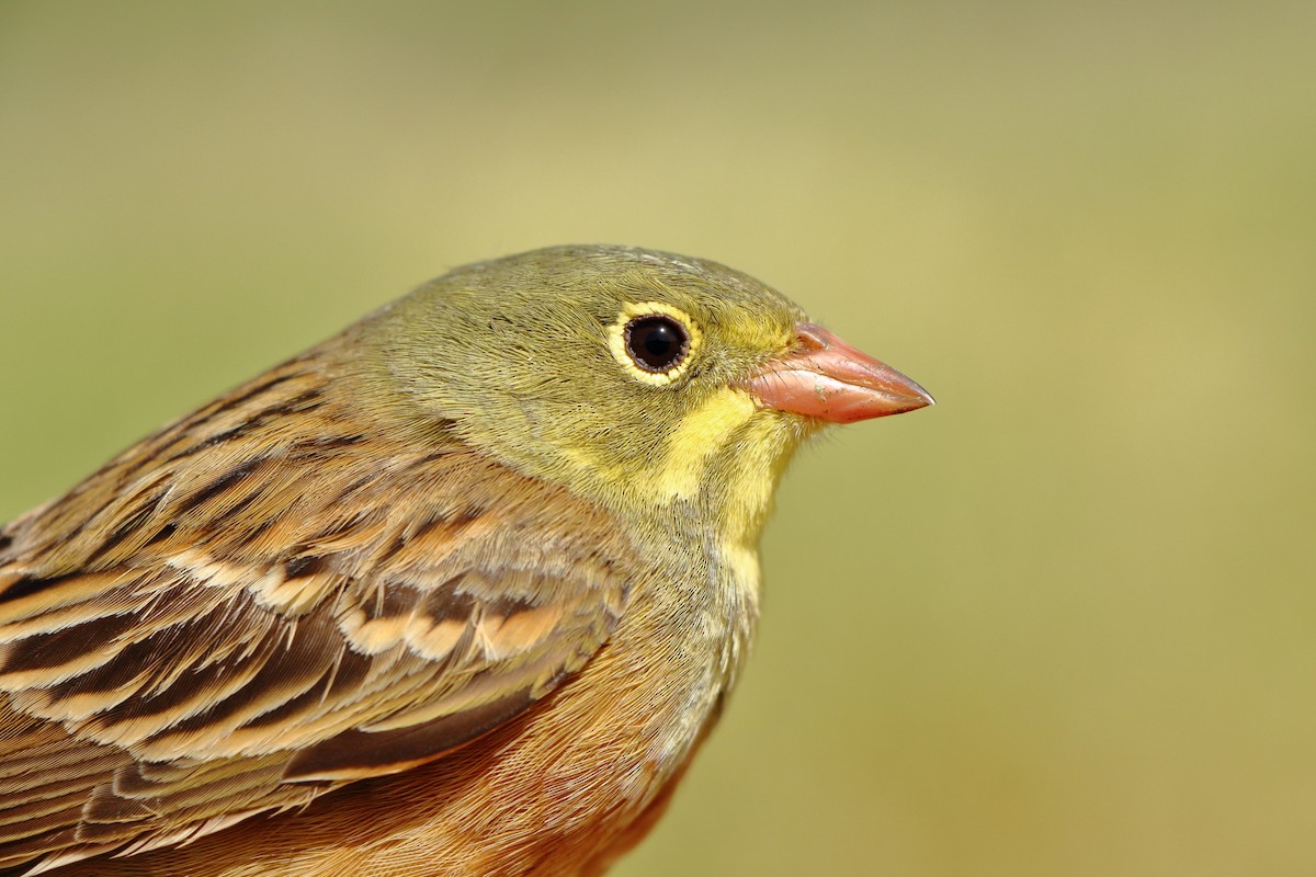 strnad zahradní - ML646184788