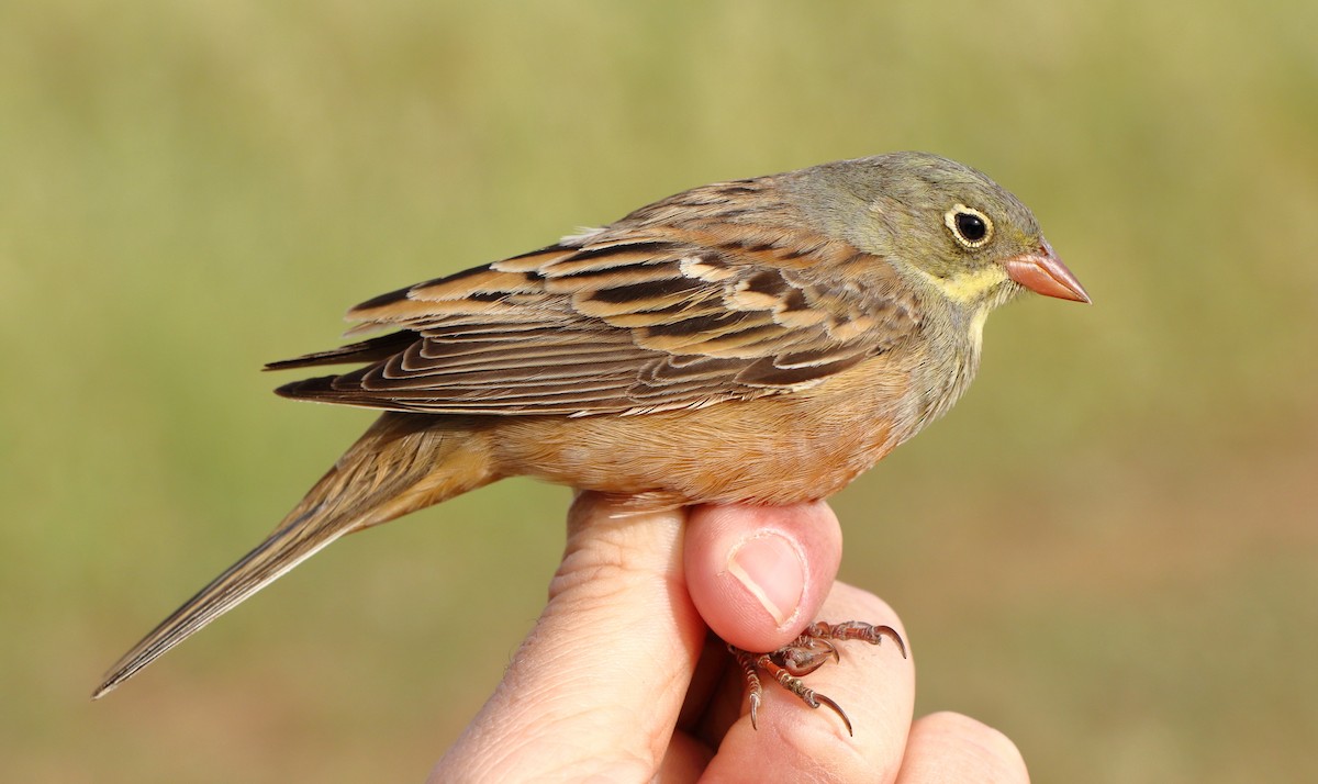 strnad zahradní - ML646184789