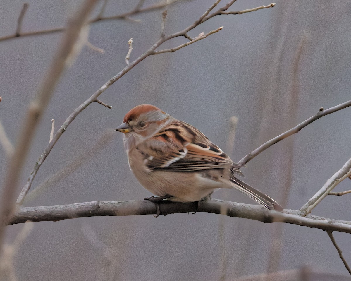 American Tree Sparrow - ML646184790