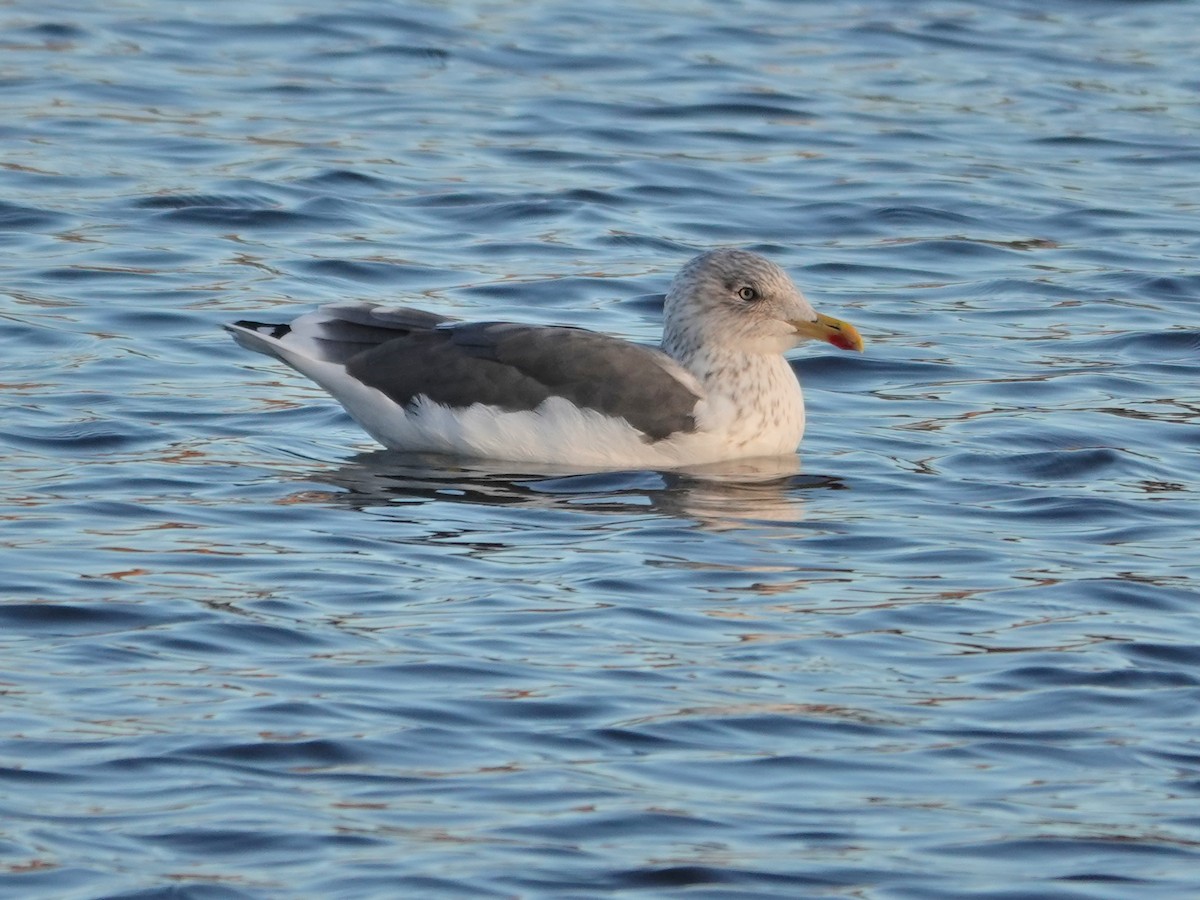 Lesser Black-backed Gull - ML646184792