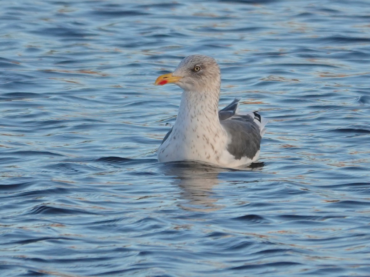 Lesser Black-backed Gull - ML646184793