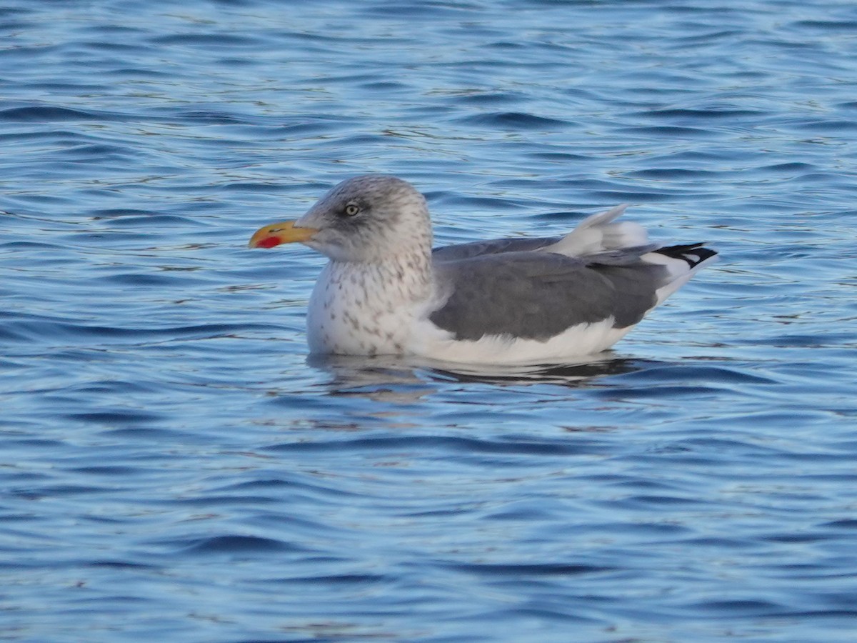 Lesser Black-backed Gull - ML646184794