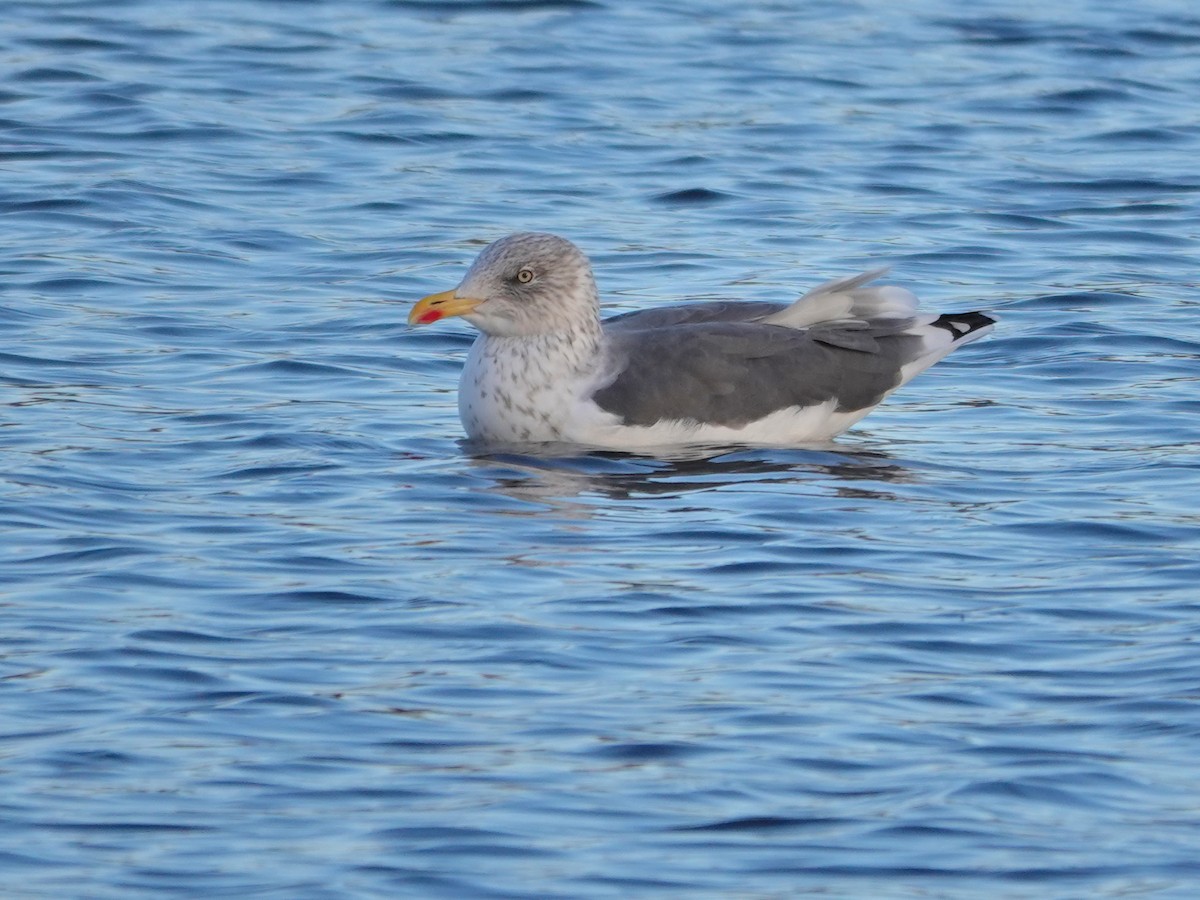 Lesser Black-backed Gull - ML646184795