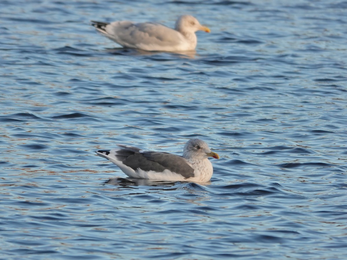 Lesser Black-backed Gull - ML646184796