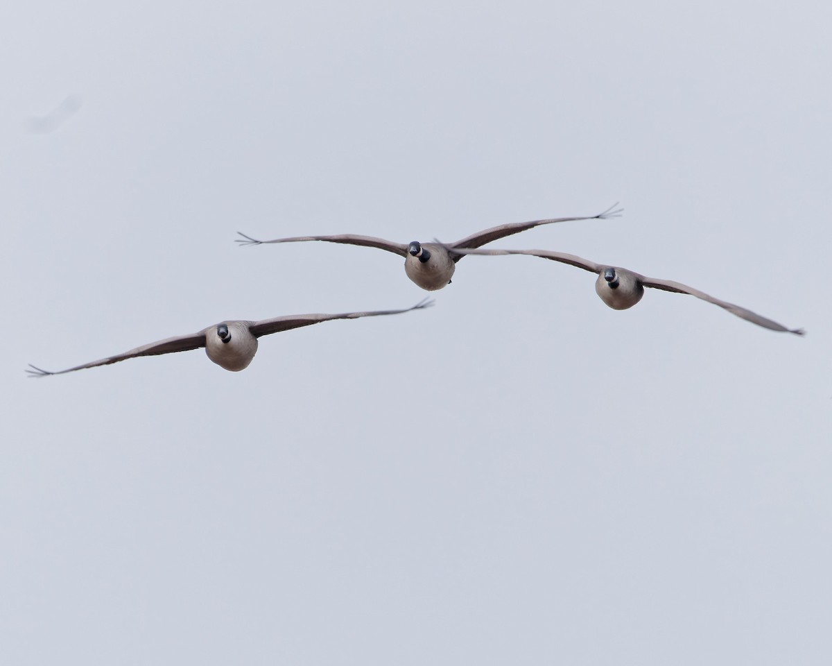 Canada Goose - ML646184799