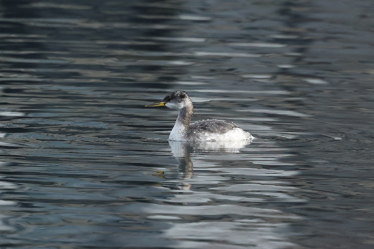 Пірникоза сірощока - ML646184804