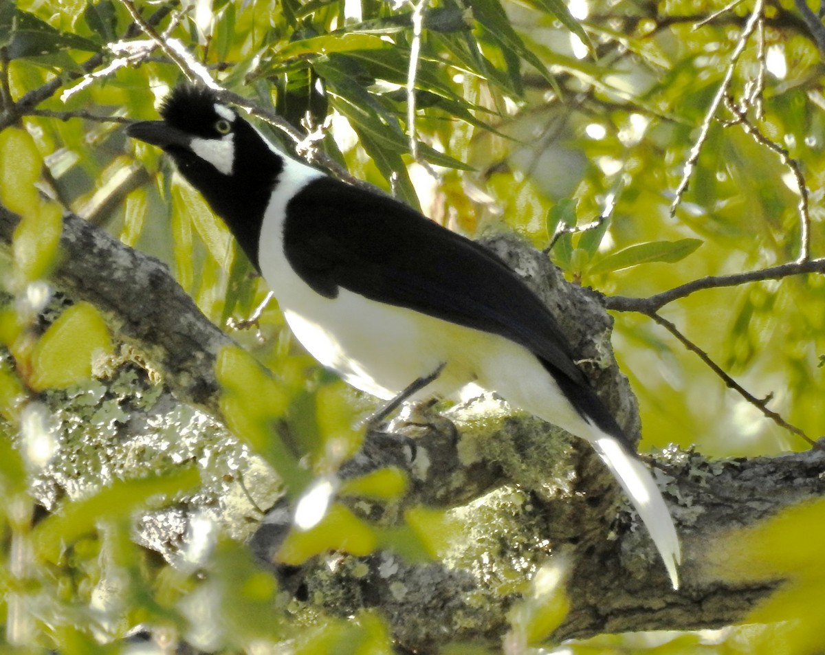 sojka černochocholatá - ML646184805