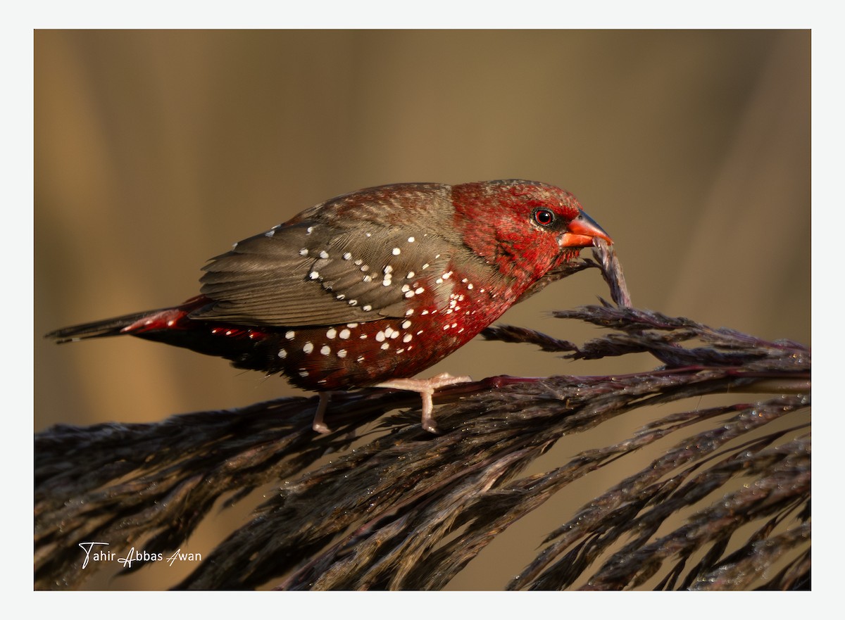 Red Avadavat - ML646184810