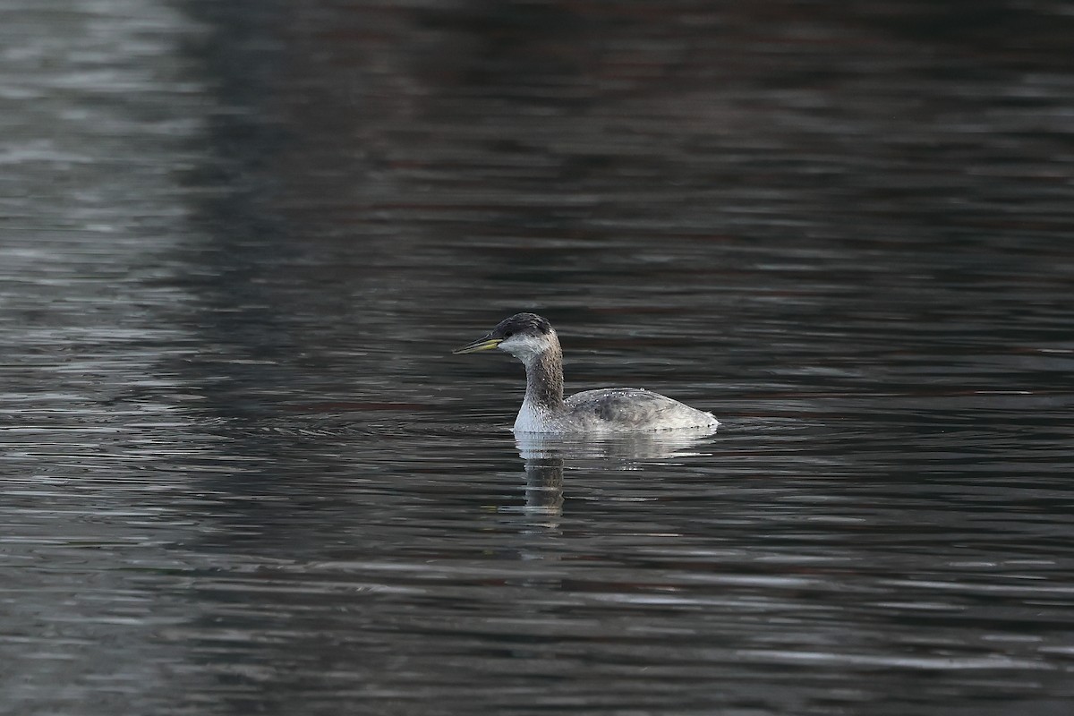 Пірникоза сірощока - ML646184813