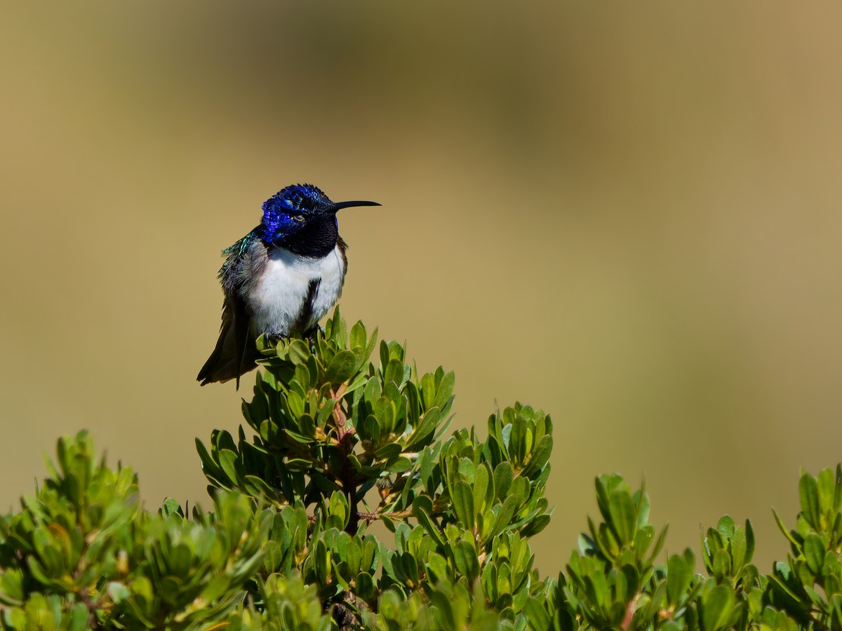 Ecuadorian Hillstar - ML646184814